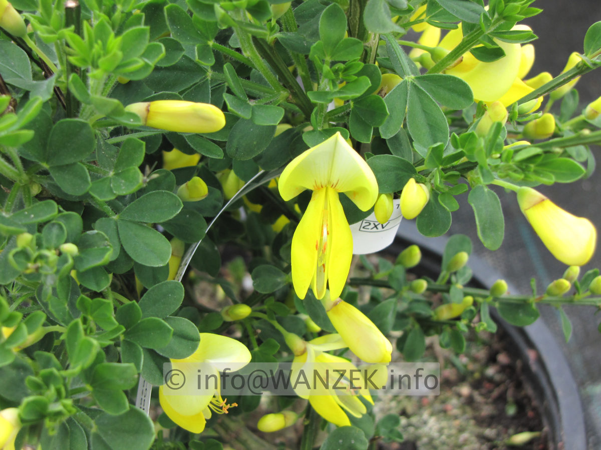 Cytisus scoparius Luna - Bluete nah.JPG